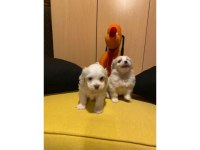 A Kalite Maltipoo Bebeklerimiz