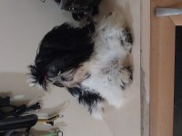 Shih Tzu Yavru Köpeği