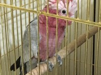 Konuşan dans eden ele kola alışkın gül kakadu papağanı