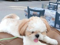 8 aylık dişi shih tzu