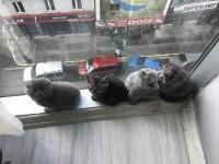 2 aylık yavru scottish fold kedimiz