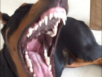 Son Hasım Bükücü Doberman Yavrular