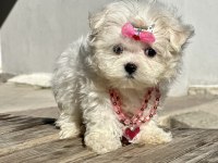 Maltese Terrier Kore Safkan Mini Yavrularımız