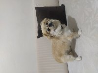 Lili 1 Yaşında Pekinez