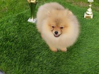 3 Aylık Sevimli Pomeranian Yavrularımız