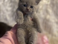 British Shorthair Yavruları