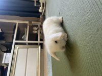 Beyaz Hollanda Lop Tavşanı