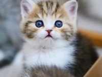 Şeker Suratlı Black Golden British Shorthair Yavrumuz