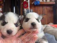 Burkem Ailesinden Maskeli Mavi Boncuk Husky