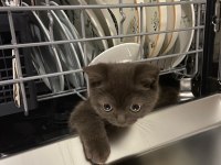 British shorthair gri kedimiz