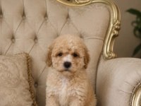 Küçük Şeker Poodle Minikler
