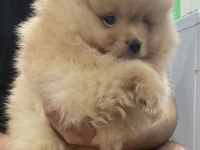 Pomeranian Efsane Bebek Köpekler