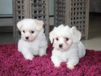 A Kalite Maltese Bebeklerimiz