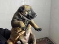 Irk Garantili Malinois Köpekler