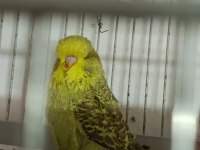 Mutasyon üst vasıf show muhabbet kuşu yavrular