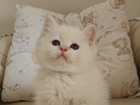 Anne Baba Full Şecereli Show Kedisi British Shorthair