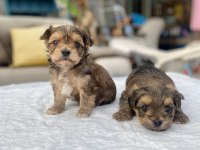 Mini boy morkie prensler