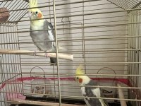 Sultan papağanı çiftimiz