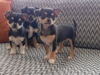 Safkan teacup şivava yavruları