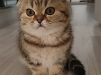 Scottish fold yavrular yuva bekliyor