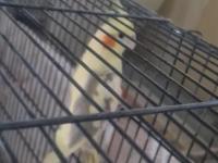 Erkek Sultan Papağanı