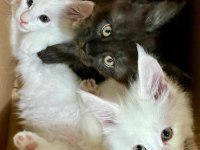 Safkan maine coon yavrular **uygun**