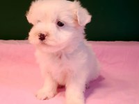 Kusursuz Maltese Yavru Köpeklerimiz
