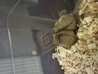 2 Tane Suriye Hamster Sağlıklı