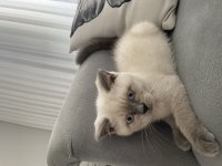 British Yavrumuz Yeni Yuvasını Bekliyor