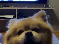 Köpeğimize Çiftleştirmek İçin Dişi Arıyoruz