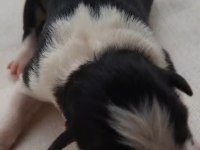 Border Collie Siyah Beyaz Ve Kahve Beyaz Yavrular