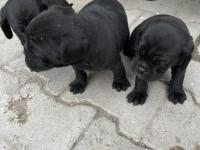 1,5 Aylık Siyah Pug Yavrular