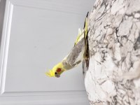 Sultan Papağanım Sahiplendirilecektir (₺)