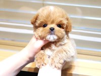 Toy Poodle Köpeklerim