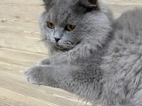 5 Aylık British Longhair