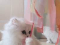 Güzel Chinchilla Yavruları