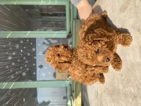Red Brown Toy Poodle Bebeklerim