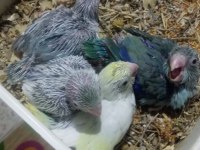 Forpus Papağanı Yavrularımız