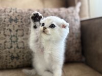 Wcf Kayıtlı Scottish Fold Shorthair Seçkin Ailelere Özel