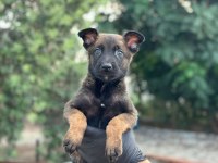 A+ belçika malinois yavrular