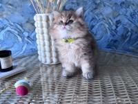 A Kalite British Longhair Golden Black Dişi Yavru