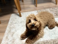 Toy Poodle Eğitimli 7.5 Aylık