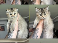 2 aylık eğitimli minik scottish kedimiz