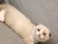 Scottish Shorthair Fold Bicolor