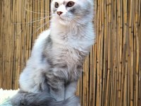 Maine Coon Türk - Mco Cattery