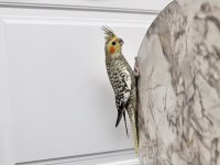 Sultan Papağanlarımız Sahiplendirilecek