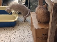 70 Günlük 2 Erkek Kardeş Kedimiz Uyguna