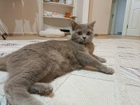 Peri kızım british shorthair