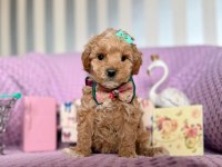 Maltipoo Mini Ve Güzel Bebekleri