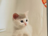 Şişman, Şirin Ve Enerjik: Sevimli Beyaz British Shorthair